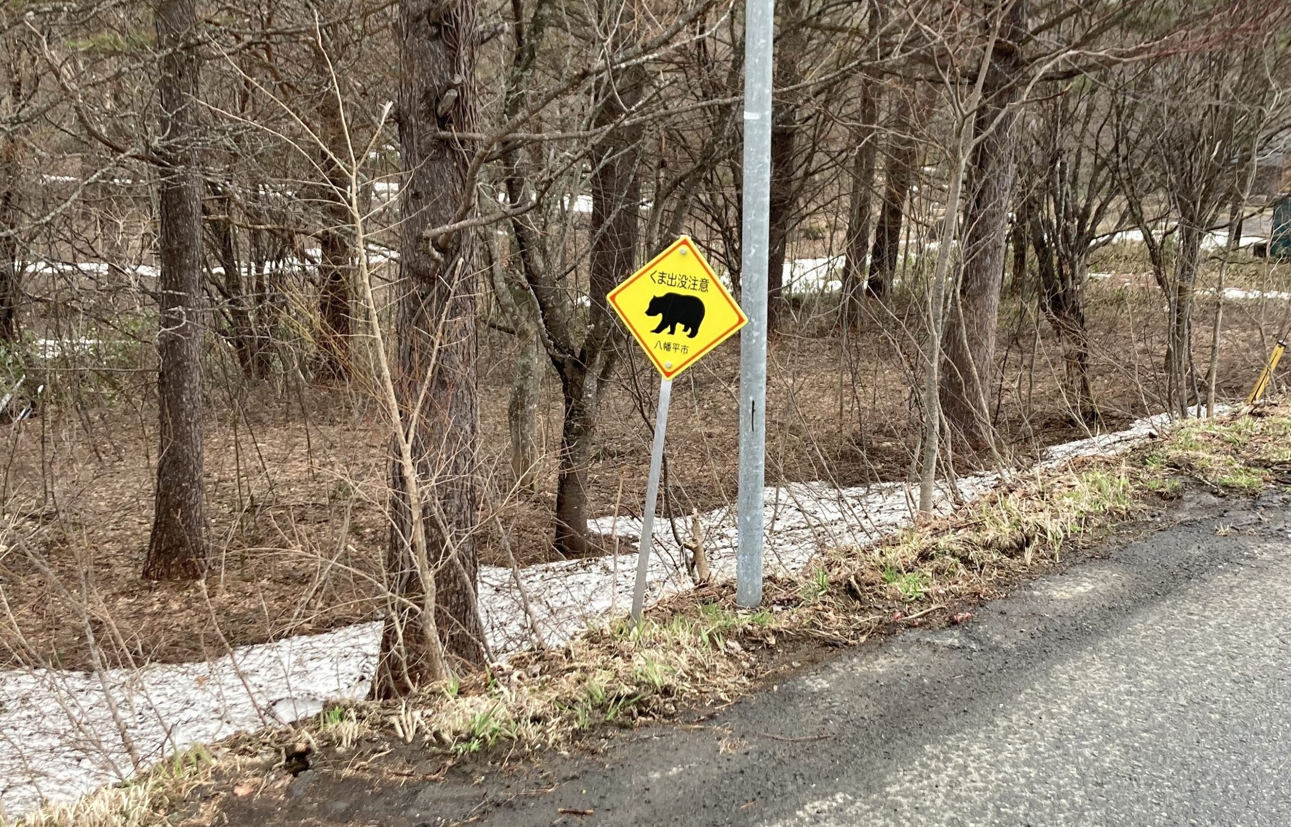 県民の森のクマ看板