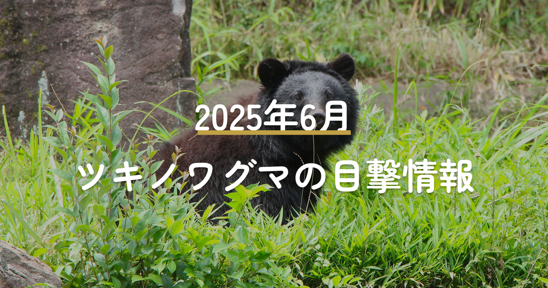 6月のツキノワグマ報告件数のレポート表紙